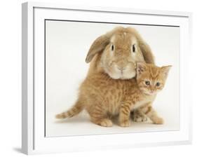 British Shorthair Red Spotted Kitten with Sandy Lop Rabbit-Jane Burton-Framed Photographic Print