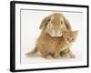 British Shorthair Red Spotted Kitten with Sandy Lop Rabbit-Jane Burton-Framed Photographic Print