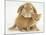 British Shorthair Red Spotted Kitten with Sandy Lop Rabbit-Jane Burton-Mounted Photographic Print
