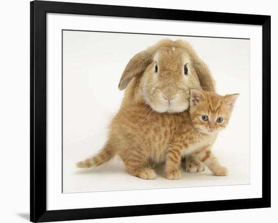 British Shorthair Red Spotted Kitten with Sandy Lop Rabbit-Jane Burton-Framed Photographic Print