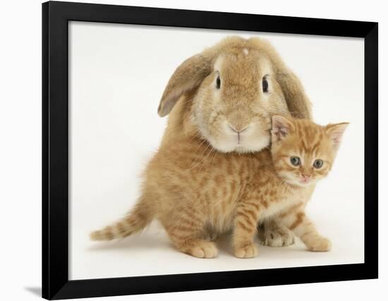 British Shorthair Red Spotted Kitten with Sandy Lop Rabbit-Jane Burton-Framed Photographic Print