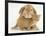 British Shorthair Red Spotted Kitten with Sandy Lop Rabbit-Jane Burton-Framed Photographic Print