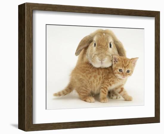 British Shorthair Red Spotted Kitten with Sandy Lop Rabbit-Jane Burton-Framed Photographic Print