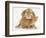 British Shorthair Red Spotted Kitten with Sandy Lop Rabbit-Jane Burton-Framed Photographic Print