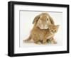 British Shorthair Red Spotted Kitten with Sandy Lop Rabbit-Jane Burton-Framed Photographic Print