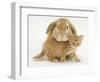 British Shorthair Red Spotted Kitten with Sandy Lop Rabbit-Jane Burton-Framed Photographic Print