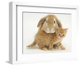 British Shorthair Red Spotted Kitten with Sandy Lop Rabbit-Jane Burton-Framed Photographic Print