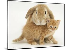 British Shorthair Red Spotted Kitten with Sandy Lop Rabbit-Jane Burton-Mounted Photographic Print