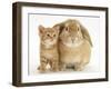 British Shorthair Red Spotted Kitten with Sandy Lop Rabbit-Jane Burton-Framed Photographic Print