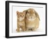 British Shorthair Red Spotted Kitten with Sandy Lop Rabbit-Jane Burton-Framed Photographic Print