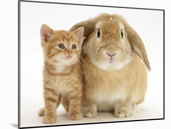 British Shorthair Red Spotted Kitten with Sandy Lop Rabbit-Jane Burton-Mounted Photographic Print