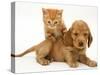 British Shorthair Red Tabby Kitten Climbing Ontop of Golden Cocker Spaniel Puppy-Jane Burton-Stretched Canvas