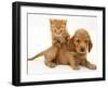 British Shorthair Red Tabby Kitten Climbing Ontop of Golden Cocker Spaniel Puppy-Jane Burton-Framed Photographic Print