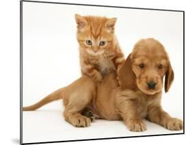 British Shorthair Red Tabby Kitten Climbing Ontop of Golden Cocker Spaniel Puppy-Jane Burton-Mounted Photographic Print