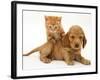 British Shorthair Red Tabby Kitten Climbing Ontop of Golden Cocker Spaniel Puppy-Jane Burton-Framed Photographic Print