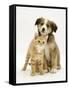 British Shorthair Red Tabby Kitten Sitting with Sable Border Collie Pup-Jane Burton-Framed Stretched Canvas