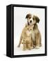 British Shorthair Red Tabby Kitten Sitting with Sable Border Collie Pup-Jane Burton-Framed Stretched Canvas