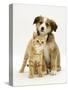 British Shorthair Red Tabby Kitten Sitting with Sable Border Collie Pup-Jane Burton-Stretched Canvas