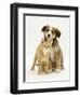 British Shorthair Red Tabby Kitten Sitting with Sable Border Collie Pup-Jane Burton-Framed Photographic Print