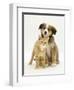 British Shorthair Red Tabby Kitten Sitting with Sable Border Collie Pup-Jane Burton-Framed Photographic Print