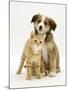 British Shorthair Red Tabby Kitten Sitting with Sable Border Collie Pup-Jane Burton-Mounted Photographic Print