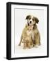 British Shorthair Red Tabby Kitten Sitting with Sable Border Collie Pup-Jane Burton-Framed Photographic Print