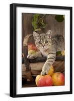 British Shorthaired Kitten Laying on Basket of Apples-null-Framed Photographic Print