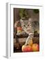 British Shorthaired Kitten Laying on Basket of Apples-null-Framed Photographic Print