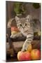 British Shorthaired Kitten Laying on Basket of Apples-null-Mounted Photographic Print