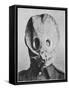 British Soldier in "Anti-Gas Helmet", Gas Mask-null-Framed Stretched Canvas