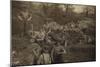 British Soldiers Digging Trenches-null-Mounted Photographic Print