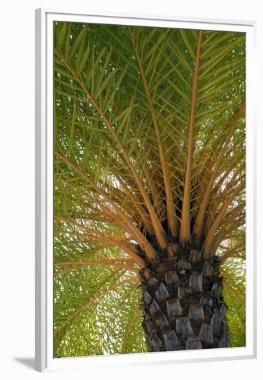 British Virgin Islands, Scrub Island. Close Up of the Underside of a Palm Tree-Kevin Oke-Framed Premium Photographic Print