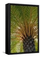 British Virgin Islands, Scrub Island. Close Up of the Underside of a Palm Tree-Kevin Oke-Framed Stretched Canvas