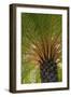 British Virgin Islands, Scrub Island. Close Up of the Underside of a Palm Tree-Kevin Oke-Framed Photographic Print