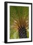 British Virgin Islands, Scrub Island. Close Up of the Underside of a Palm Tree-Kevin Oke-Framed Photographic Print