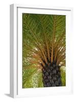 British Virgin Islands, Scrub Island. Close Up of the Underside of a Palm Tree-Kevin Oke-Framed Photographic Print