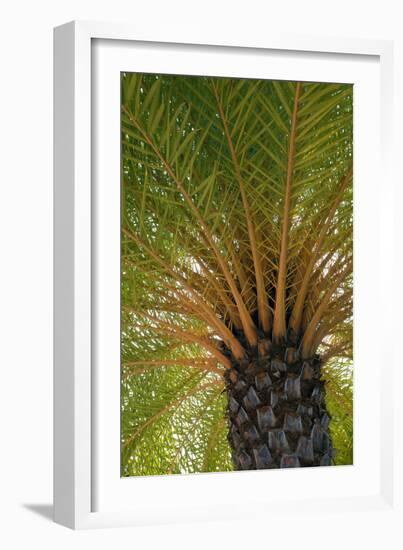 British Virgin Islands, Scrub Island. Close Up of the Underside of a Palm Tree-Kevin Oke-Framed Photographic Print