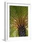 British Virgin Islands, Scrub Island. Close Up of the Underside of a Palm Tree-Kevin Oke-Framed Photographic Print