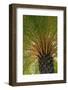 British Virgin Islands, Scrub Island. Close Up of the Underside of a Palm Tree-Kevin Oke-Framed Photographic Print