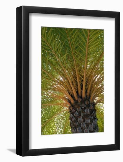 British Virgin Islands, Scrub Island. Close Up of the Underside of a Palm Tree-Kevin Oke-Framed Photographic Print