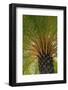 British Virgin Islands, Scrub Island. Close Up of the Underside of a Palm Tree-Kevin Oke-Framed Photographic Print