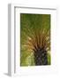 British Virgin Islands, Scrub Island. Close Up of the Underside of a Palm Tree-Kevin Oke-Framed Photographic Print