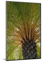 British Virgin Islands, Scrub Island. Close Up of the Underside of a Palm Tree-Kevin Oke-Mounted Photographic Print