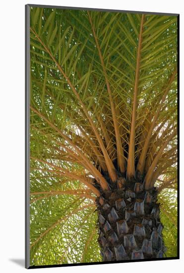 British Virgin Islands, Scrub Island. Close Up of the Underside of a Palm Tree-Kevin Oke-Mounted Photographic Print