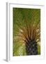 British Virgin Islands, Scrub Island. Close Up of the Underside of a Palm Tree-Kevin Oke-Framed Photographic Print