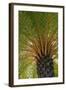 British Virgin Islands, Scrub Island. Close Up of the Underside of a Palm Tree-Kevin Oke-Framed Photographic Print