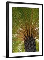 British Virgin Islands, Scrub Island. Close Up of the Underside of a Palm Tree-Kevin Oke-Framed Photographic Print