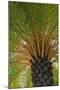 British Virgin Islands, Scrub Island. Close Up of the Underside of a Palm Tree-Kevin Oke-Mounted Photographic Print