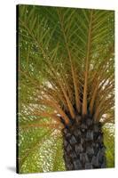 British Virgin Islands, Scrub Island. Close Up of the Underside of a Palm Tree-Kevin Oke-Stretched Canvas