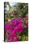 British Virgin Islands, Virgin Gorda, bougainvillea flowers-Walter Bibikow-Stretched Canvas